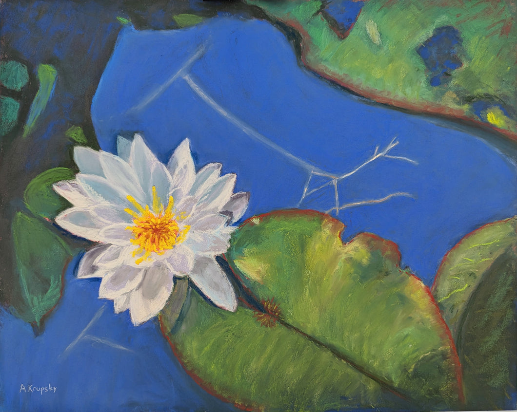 Water Lily